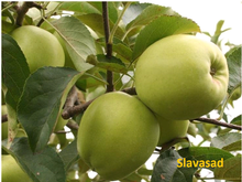 Грин Стар (Green Star) (ММ-106)